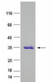 Purified recombinant human OLAH protein was analyzed by Tricine-SDS-PAGE 12% gel, run with Tris-Glycine running buffer.